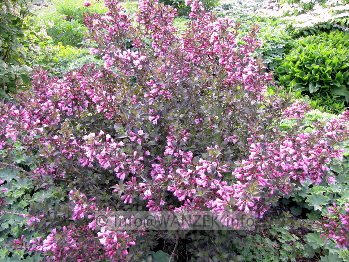 Weigela florida Victoria 01.JPG